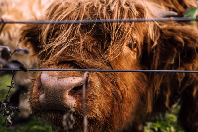 Schottisches Rind, schaut neugierig durch Zaun