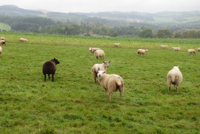 Schafe Wiese