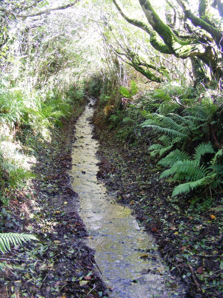 Hohlwege in Dartmoor und Dorset Wasser Farn