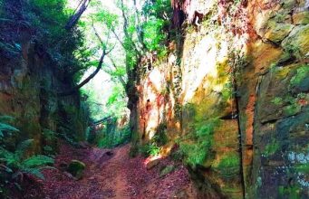 Hollow ways in Dorset