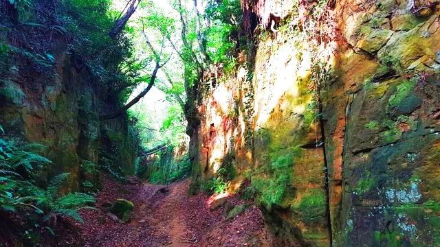 Hollow ways in Dorset