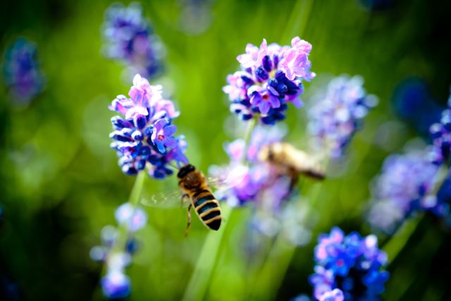 Biene auf Lavendelblüten, Sektcocktail mit Lavendel