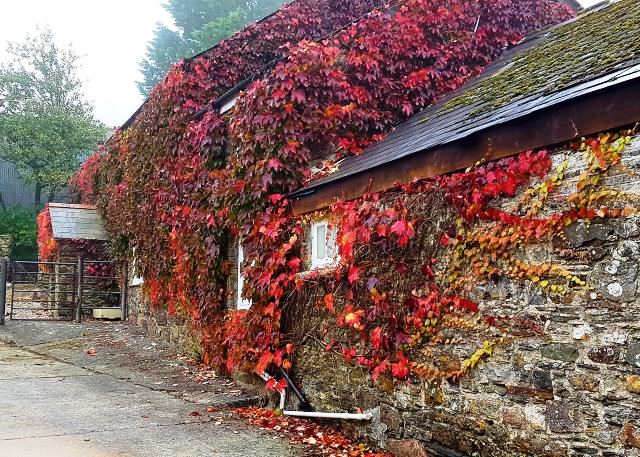 Farmhaus aus Granit mit rotem Laub Geißblatt Lydford Devon
