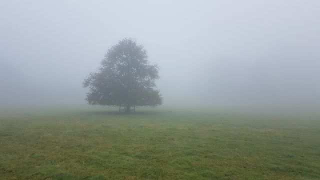 Wiese im Nebel mit Baum