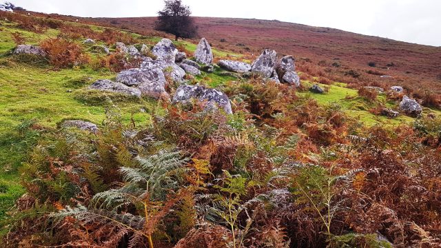 Farn Heide Granitblöcke Dartmoor Landschaft
