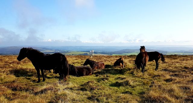 sechs dunkle Pferde in Dartmoor