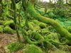 Moos im Wald Bäume und Äste mit Moos bedeckt