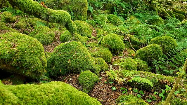 Moos bedeckte Steine im Wald, Dartmoor, Moossammler