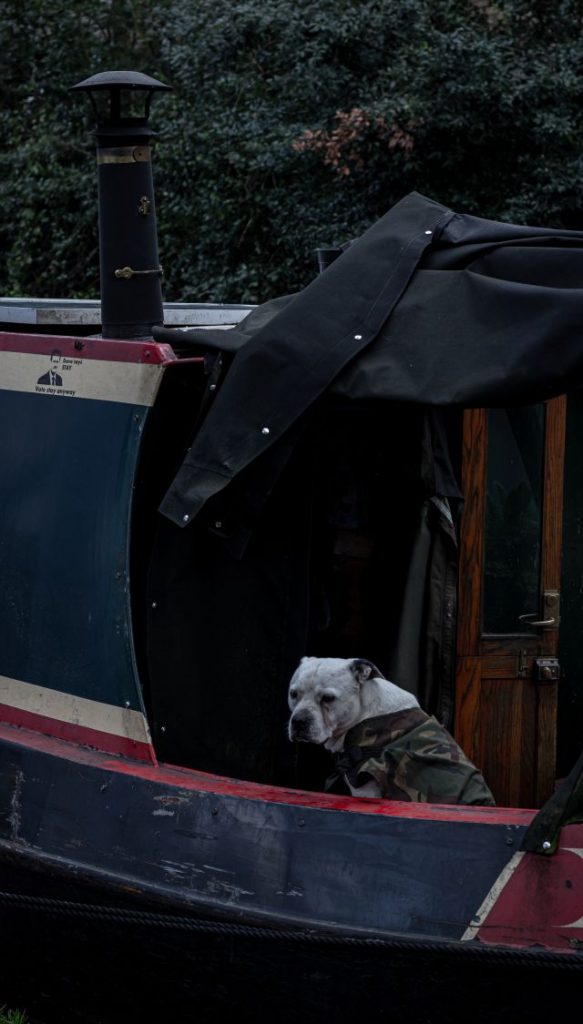 Hund in Camouflage auf Boot, Narrowboats, Leben auf dem Kanal