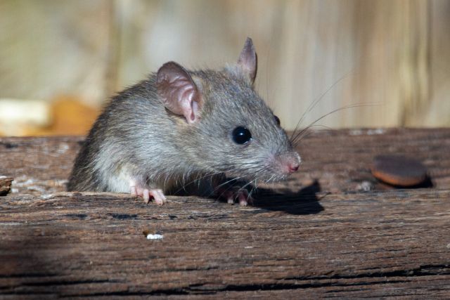 graue Maus auf Holz