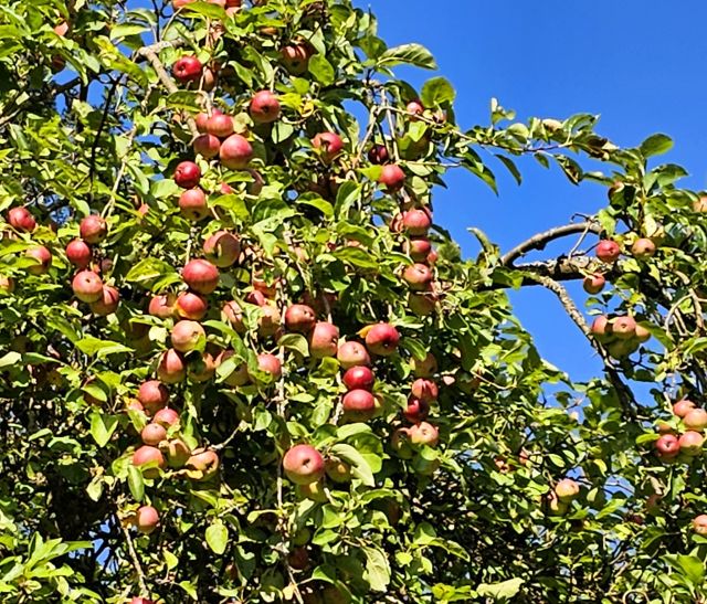 Apfelsorten Äpfel auf dem Baum