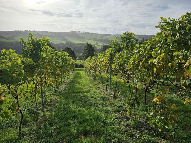 zwei Reihen Weinstöcke mit Dartmoor Hügeln im Hintergrund