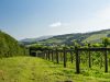 Weinstöcke und Hügel von Dartmoor