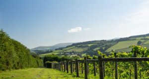 Weinstöcke und Hügel von Dartmoor