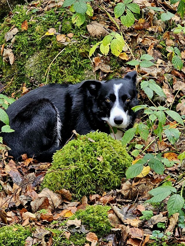 Hund im Moos