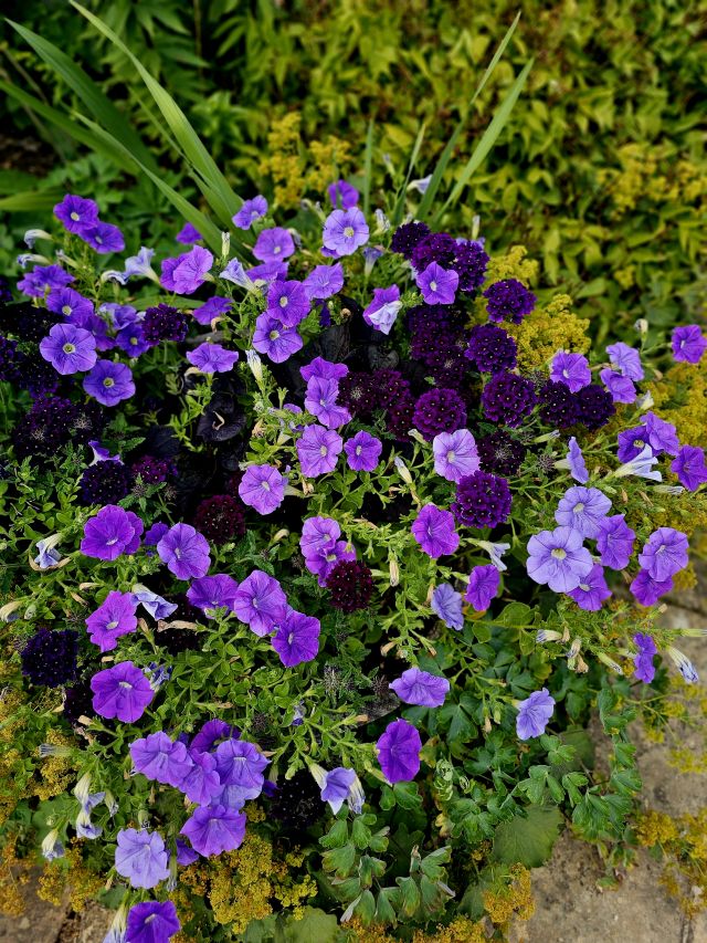 Blumen im Garten des Snowshill Manor