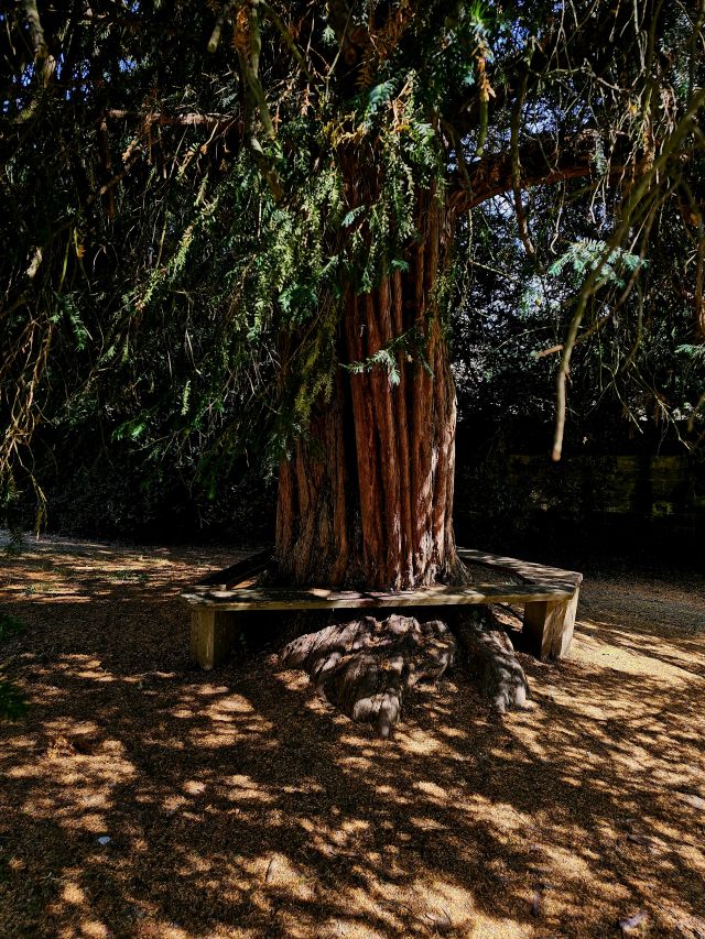 Baum mit Rundbank Stanton nach Winchcombe