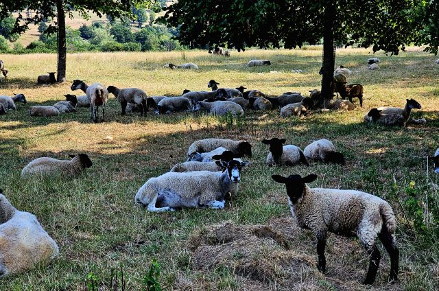 Schafe auf dem Weg nach Winchcombe