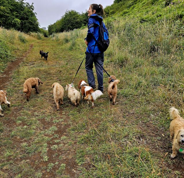 Frau mit vielen Hunden an der Leine Cleve Hill Cotswold