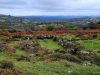 Dartmoor Moorlandschaft Witch Walk
