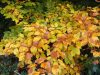 bunte Herbstblätter Sommerende Gedicht