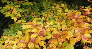 bunte Herbstblätter Sommerende Gedicht