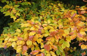 bunte Herbstblätter Sommerende Gedicht