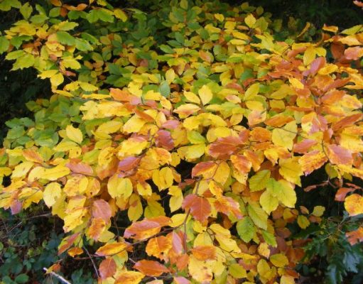 bunte Herbstblätter Sommerende Gedicht