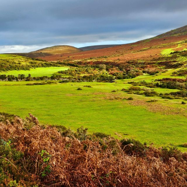 Herbstlandschaft in Dartmoor grüne Wiesen und Farne