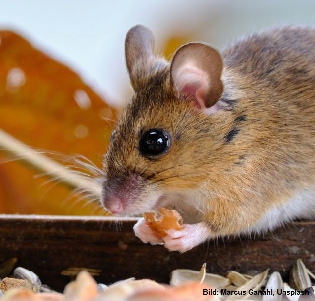 Maus Kirchenmaus Erntedank