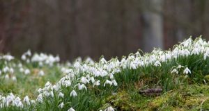 Die britische Liebe zu Schneeglöckchen – warum Snowdrops ganz England verzaubern Schneeglöckchen
