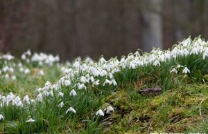 Schneeglöckchen