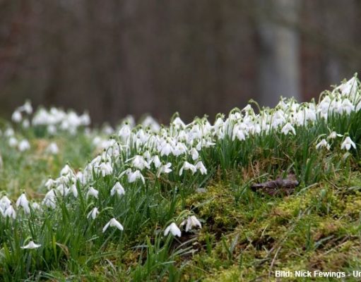 Schneeglöckchen