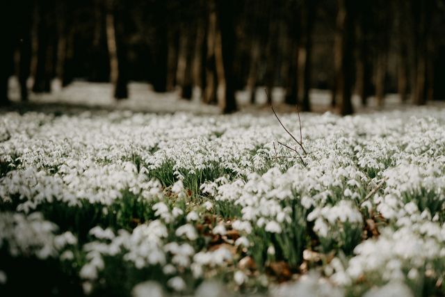 Teppich aus Schneeglöckchen in England, britische Liebe