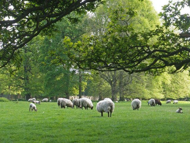 Landschaftspark gestaltet von Lancelot Brown Packington Hall