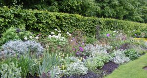 Blumenbeet in blau Tönen