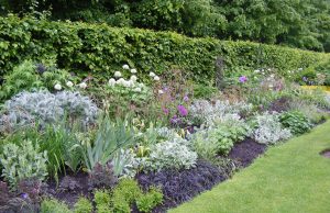 Blumenbeet in blau Tönen