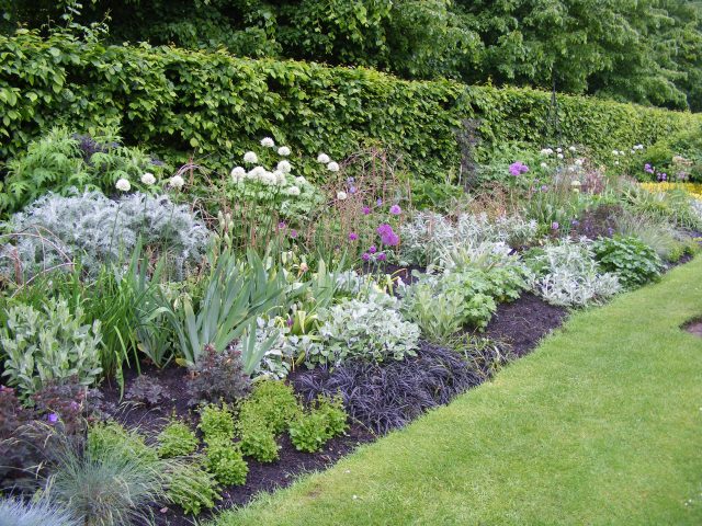 Blumenbeet in blau Tönen