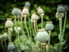 Mohn Opium