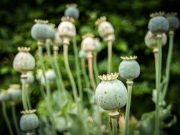 Mohn Opium