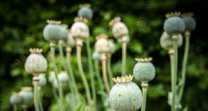 Mohn Opium