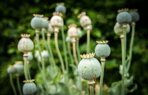 Mohn Opium