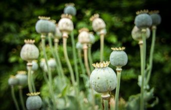 Mohn Opium