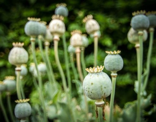 Mohn Opium