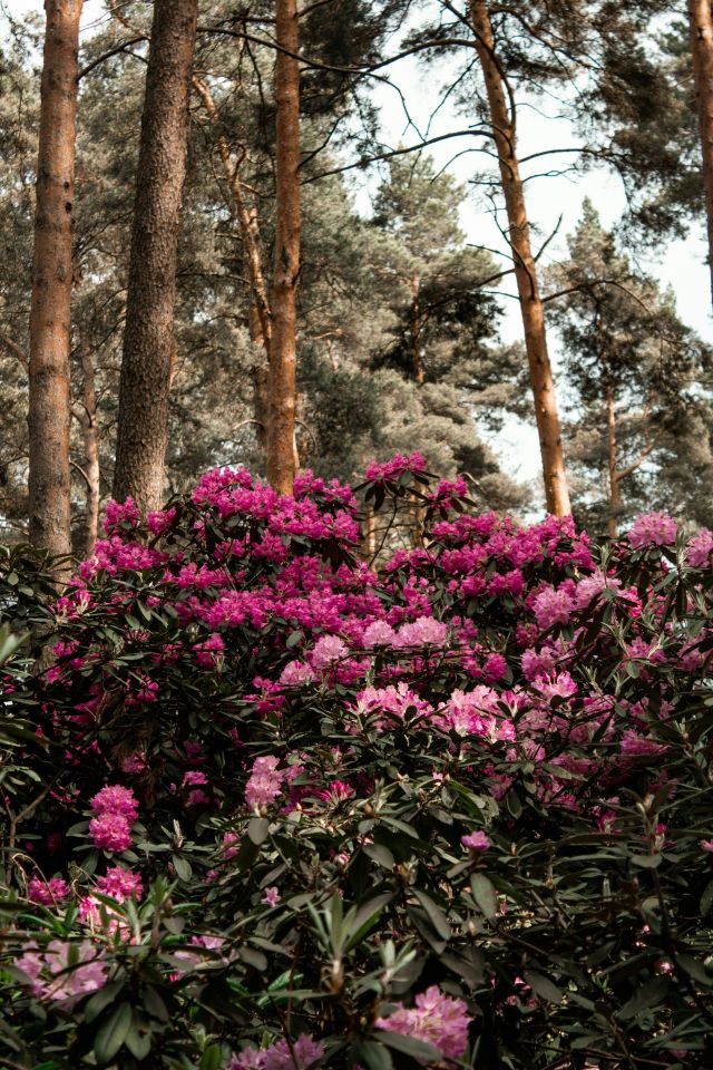 Rhododendren