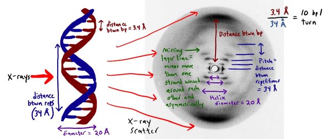 DNA-Struktur und Doppelhelix Photo 51 Rosalind Franklin