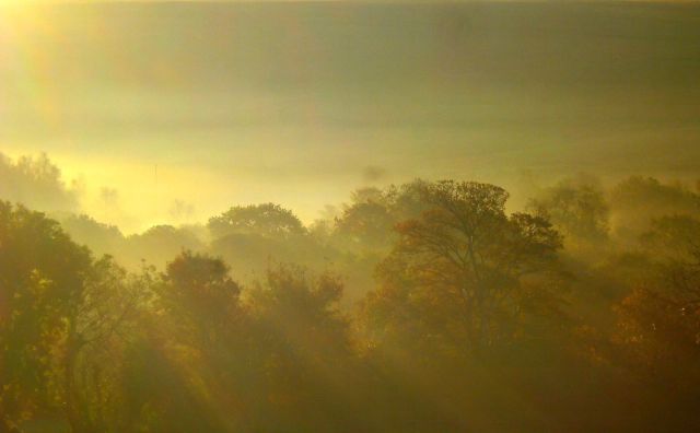 Bäume im Nebel