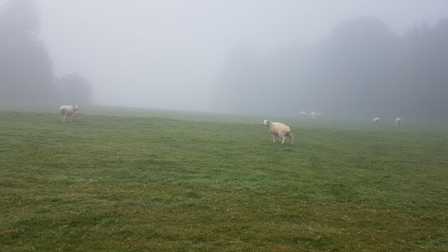 Wiese im Nebel mit Schaf