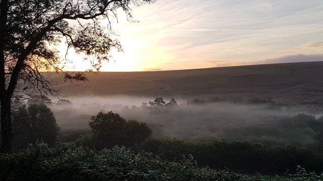 Morgennebel im Moor