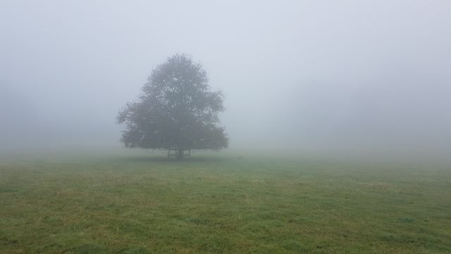 Baum auf Wiese im Nebel